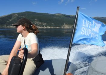 Traže se volonteri za očuvanje bjeloglavih supova