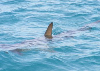 U Jadranu snimljen veliki morski pas: “Umro bih od straha da ga vidim blizu”