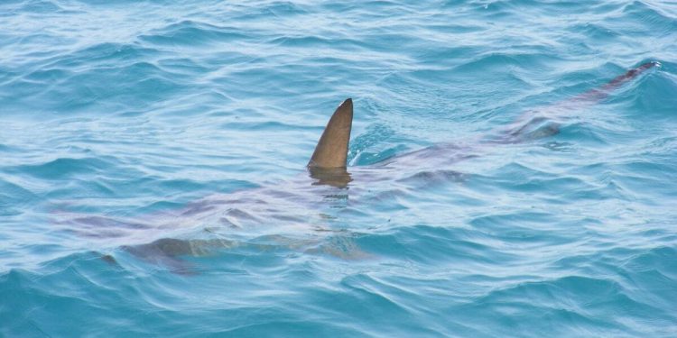 U Jadranu snimljen veliki morski pas: “Umro bih od straha da ga vidim blizu”