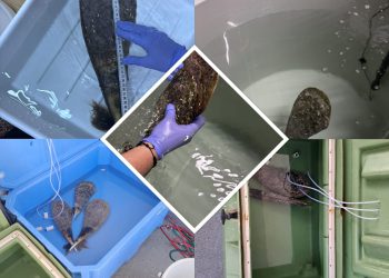 U pulsko Plemenito utočište pristiglo čak pet jedinki plemenitih periski