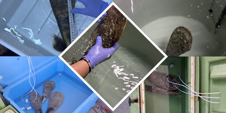 U pulsko Plemenito utočište pristiglo čak pet jedinki plemenitih periski