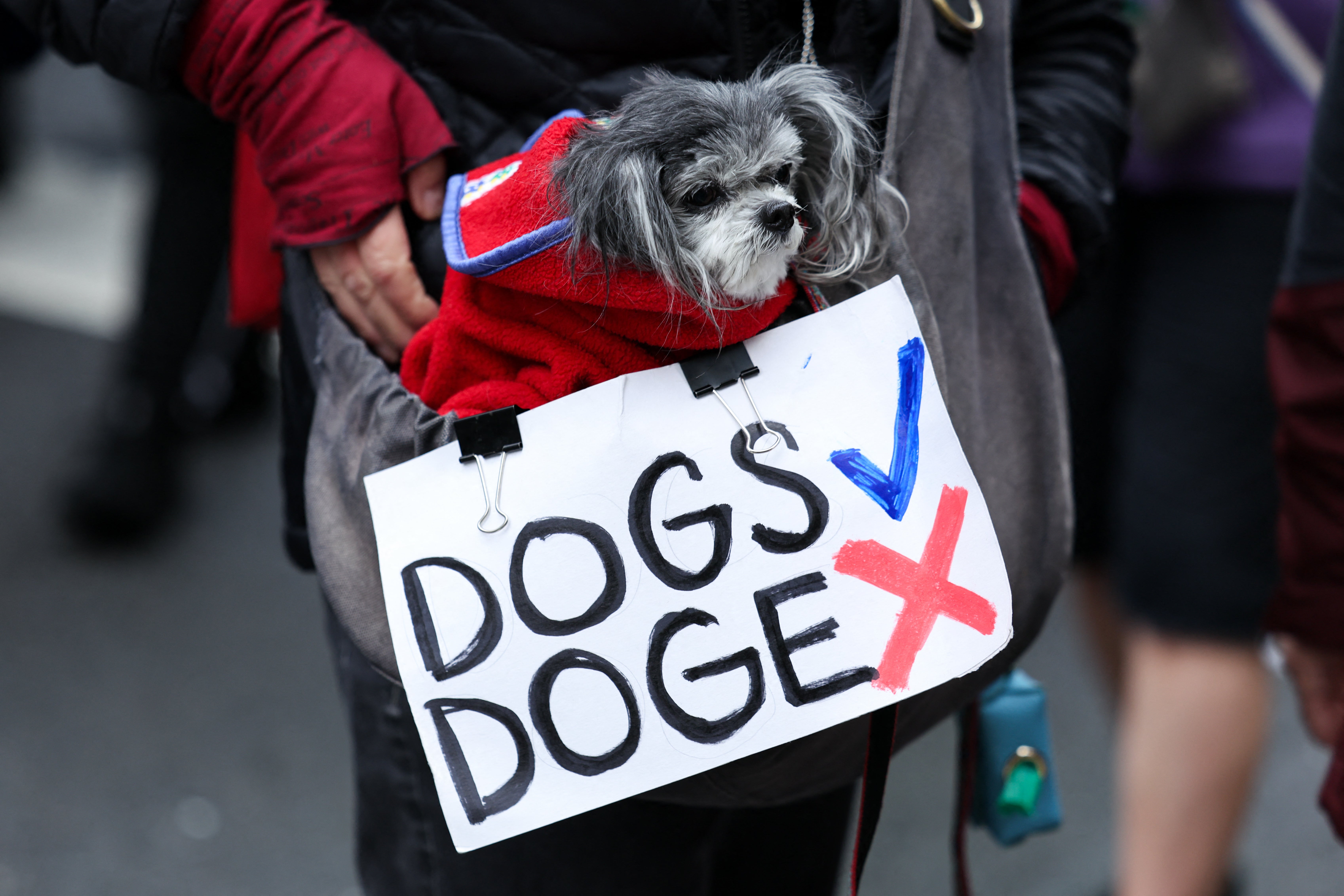Demonstrator u New Yorku održao je znak pored psa koji je ukazao na odobrenje pasa, ali ne i doge, Elon Mosk-a pod vodstvom troškova savezne vlade koji je smanjio ugovore i izvršio masovne otpuštanja