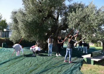 USUSRET USKRSU Ove srijede rezidba stare masline u Kaštel Štafiliću