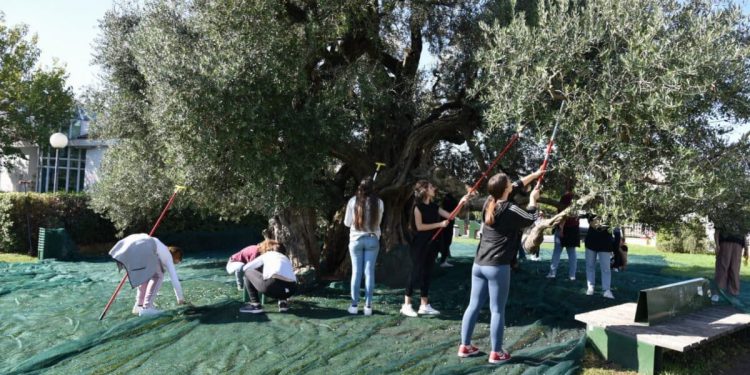 USUSRET USKRSU Ove srijede rezidba stare masline u Kaštel Štafiliću