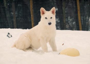 Upoznajte prvog strašnog vuka u 10.000 godina | Vijesti