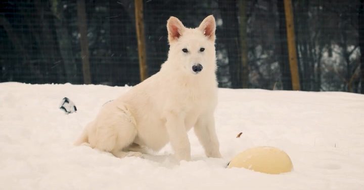 Upoznajte prvog strašnog vuka u 10.000 godina | Vijesti
