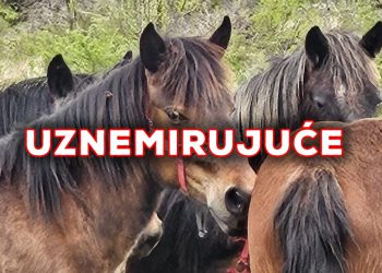 Užas u Dalmaciji: Teško zanemarivanje i zlostavljanje konja, ular mu u cijelosti urastao u njušku