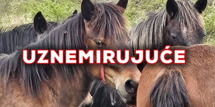 Užas u Dalmaciji: Teško zanemarivanje i zlostavljanje konja, ular mu u cijelosti urastao u njušku