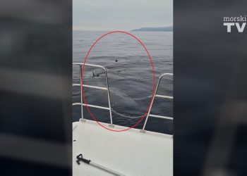 VIDEO Kod Brestove ribar snimio golemu psinu, drugog najvećeg morskog psa na svijetu: "Bio sam presretan što ga vidim, a onda se zavukao pod barku, a veći je od nje…"