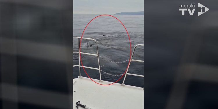 VIDEO Kod Brestove ribar snimio golemu psinu, drugog najvećeg morskog psa na svijetu: "Bio sam presretan što ga vidim, a onda se zavukao pod barku, a veći je od nje…"