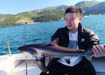 VIDEO Morski pas lisica snimljen u neumskom akvatoriju, jedan primjerak vraćen u more