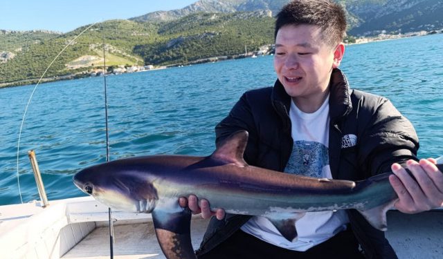 VIDEO Morski pas lisica snimljen u neumskom akvatoriju, jedan primjerak vraćen u more