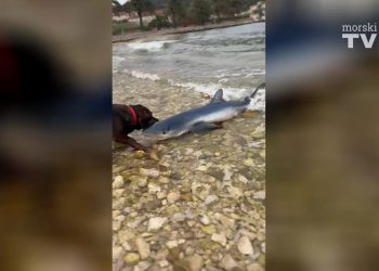 VIDEO Na plaži na Visu se nasukao morski pas, a onda ga zgrabio – pas