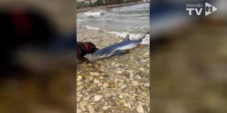 VIDEO Na plaži na Visu se nasukao morski pas, a onda ga zgrabio – pas