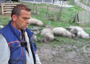 VIDEO Psi lutalice mu ubili više od 20 ovaca