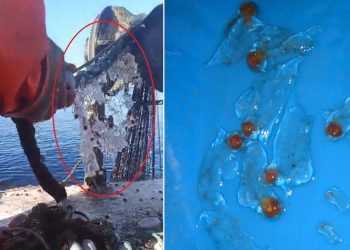 VIDEO Ribari s Pelješca ulovili pune mreže želatinastih životinja: “Što je ovo?!?”