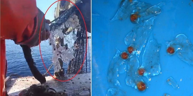 VIDEO Ribari s Pelješca ulovili pune mreže želatinastih životinja: “Što je ovo?!?”