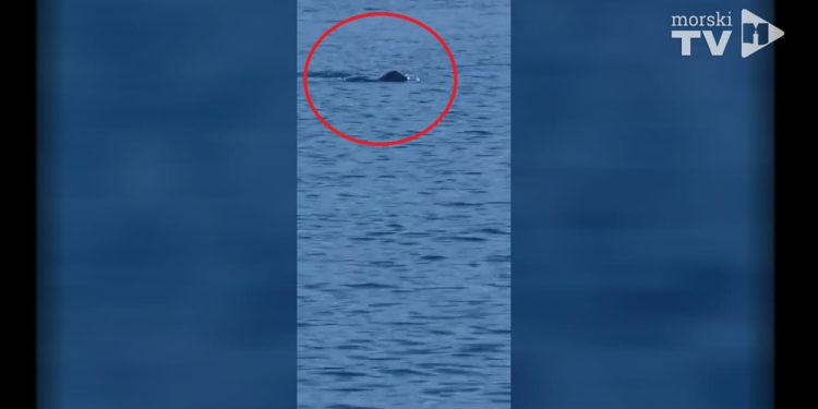 VIDEO Sredozemna medvjedica ponovno snimljena u Jadranu!