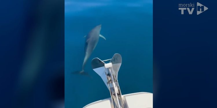 VIDEO Turisti kraj Šolte snimili kadrove za pamćenje