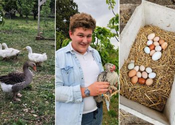 ZABORAVITE KUPOVNE BOJE Ovaj 17-godišnji mladić uzgaja kokoši, guske i patke! Nose posebna jaja koja će ovog Uskrsa unijeti dašak prirode na blagdansku trpezu