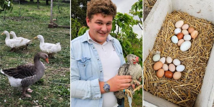 ZABORAVITE KUPOVNE BOJE Ovaj 17-godišnji mladić uzgaja kokoši, guske i patke! Nose posebna jaja koja će ovog Uskrsa unijeti dašak prirode na blagdansku trpezu