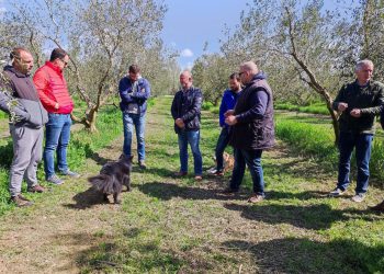 ZAMJENA PESTICIDA Novi pripravci još uvijek ne mogu potpuno nadomjestiti bakar u maslinicima