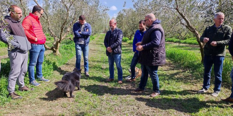 ZAMJENA PESTICIDA Novi pripravci još uvijek ne mogu potpuno nadomjestiti bakar u maslinicima