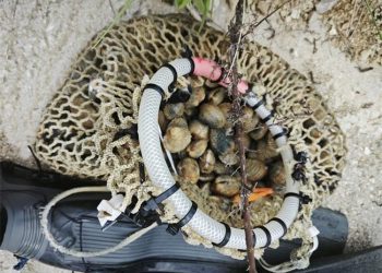 ZATEČEN KAKO VADI DONDOLE IZ MORA Krivolovcu iz Istre prijeti kazna do 6.630 eura, a oduzeta mu je i oprema!