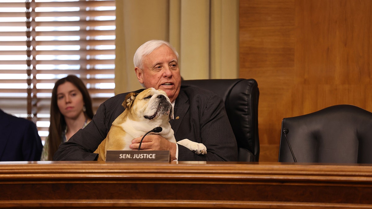 Senator Jim Justice, RW.Va., sjedi sa svojim engleskim buldogom, Babydog