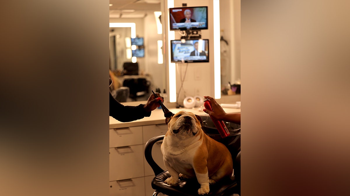 BabyDog se razmazi u birou Fox News News