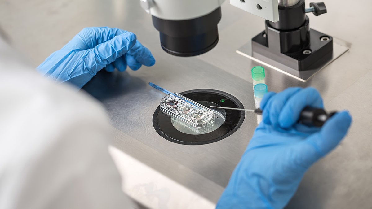 Provjera rezultata in vitro oplodnje