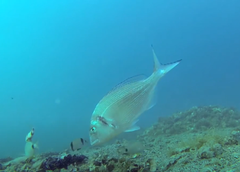 AKUSTIČNO PRAĆENJE POD ŠIBENSKIM MOSTOM Može li ova tehnologija spasiti školjkare od pustošenja orade?
