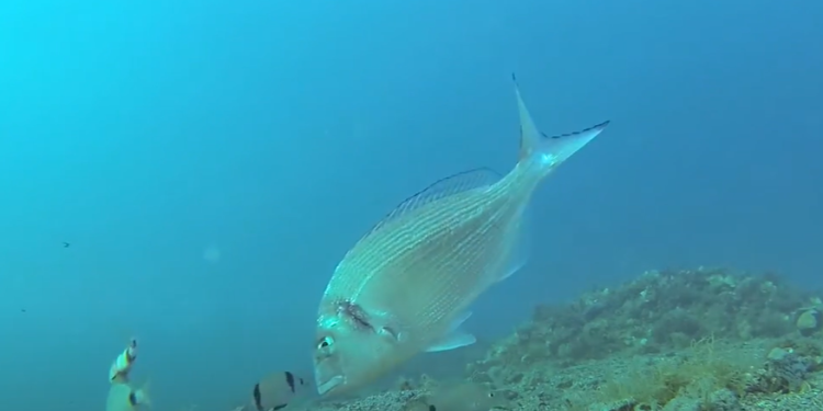 AKUSTIČNO PRAĆENJE POD ŠIBENSKIM MOSTOM Može li ova tehnologija spasiti školjkare od pustošenja orade?