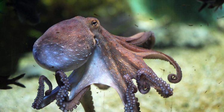 APARTMANI ZA HOBOTNICE Uspješna ideja Instituta za oceanografiju za očuvanje najpametnijeg beskralješnjaka