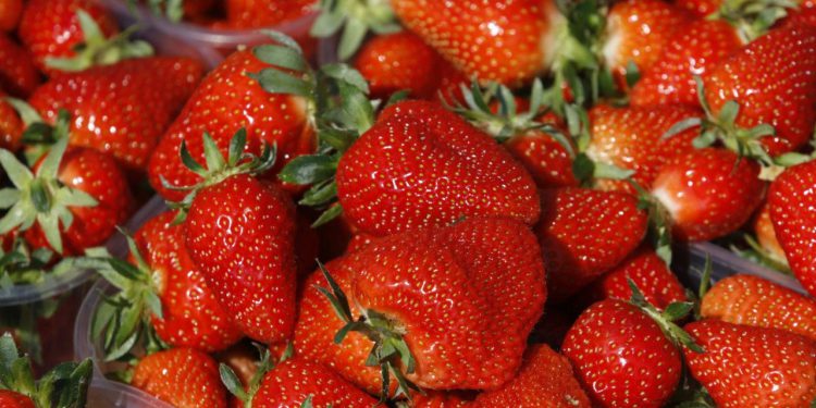 Agronom upozorava: ‘Jagode često sadrže pesticide povezane s rakom, ali postoje načini kako ih možete jesti bez rizika’