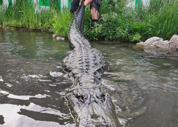 Aligator koji je glumio u ‘Happy Gilmore’ umire od starosti u Coloradu