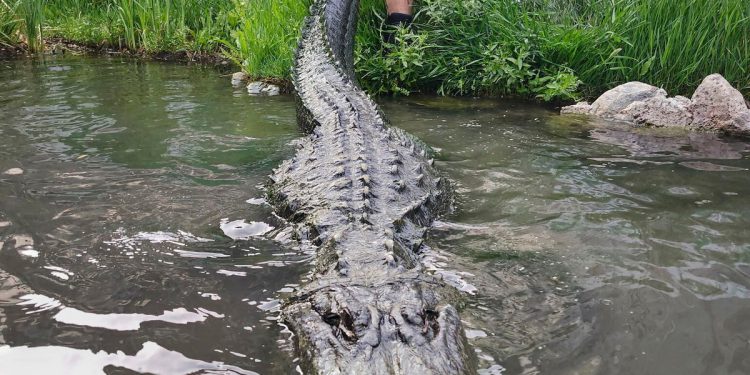 Aligator koji je glumio u ‘Happy Gilmore’ umire od starosti u Coloradu