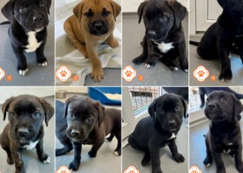 Azil Dubrovnik traži pomoć: Preslatki štenci trebaju imena, ali i dom