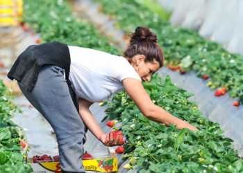 BEZ NJIH NEMA BERBE Berači iz BiH neizostavan su dio sezone jagoda u Vrgorcu
