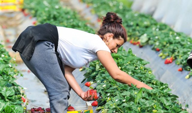 BEZ NJIH NEMA BERBE Berači iz BiH neizostavan su dio sezone jagoda u Vrgorcu