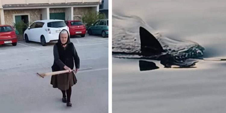 Baka na rivi u Tisnom ostima lovila hobotnicu, a onda se pojavio morski pas