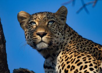 Blagdanski paketi za lovarske lovke koji se prodaju do 116.000 funti, dok Velika Britanija zabrana trofejnih uvoza štandova