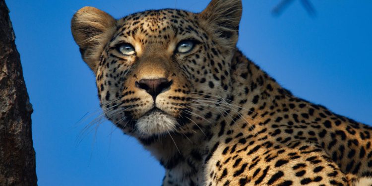 Blagdanski paketi za lovarske lovke koji se prodaju do 116.000 funti, dok Velika Britanija zabrana trofejnih uvoza štandova