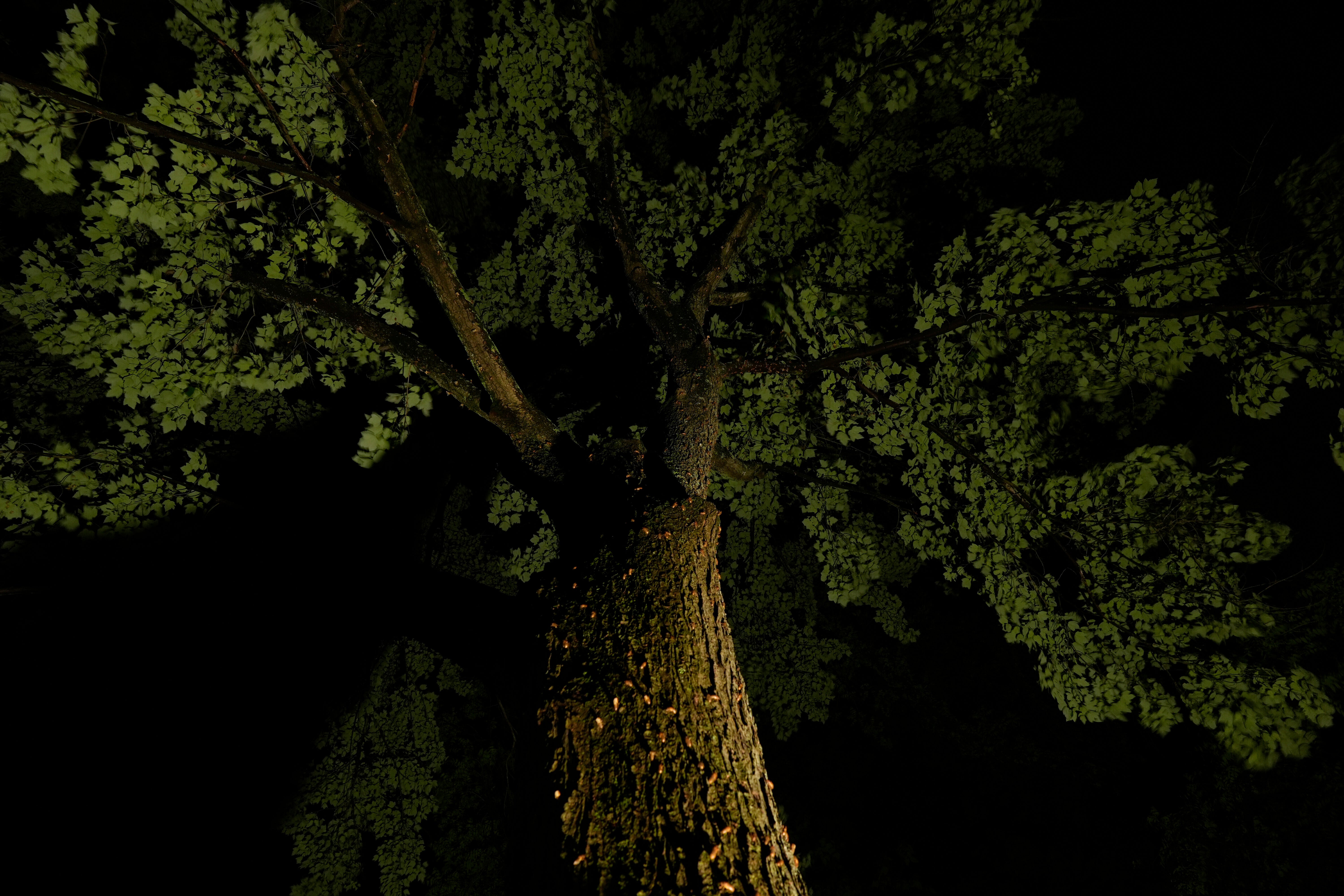 Ud za pad stabla ubio je Manuela Pinzona dok je gurnuo svoje unuke s puta