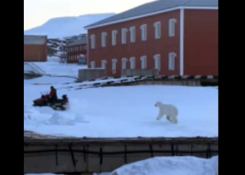Čovjek bježi od polarnog medvjeda u Norveškoj u dramatičnom bijegu, prikazuje video