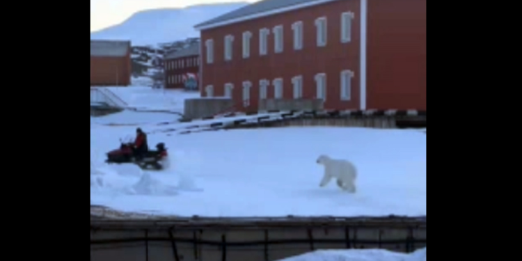 Čovjek bježi od polarnog medvjeda u Norveškoj u dramatičnom bijegu, prikazuje video