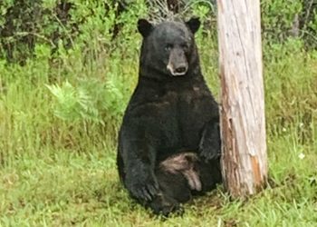 Čovjek i pas ubijen u sumnjivom napadu medvjeda u Floridi Woods