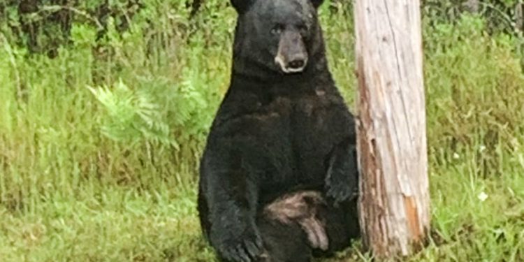 Čovjek i pas ubijen u sumnjivom napadu medvjeda u Floridi Woods