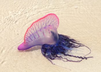 Čudno morsko stvorenje ‘baloni’ pranje se na plažama Sjeverne Karoline – evo što su oni