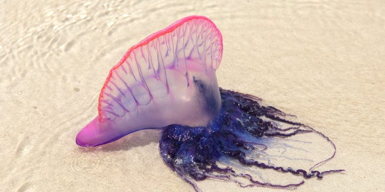 Čudno morsko stvorenje ‘baloni’ pranje se na plažama Sjeverne Karoline – evo što su oni